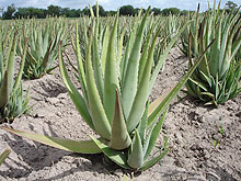 Aloe vera na plantáži v Arizoně