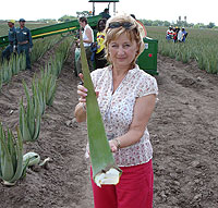 PhDr. Hvězdoslava Szabó na plantáži v Arizoně